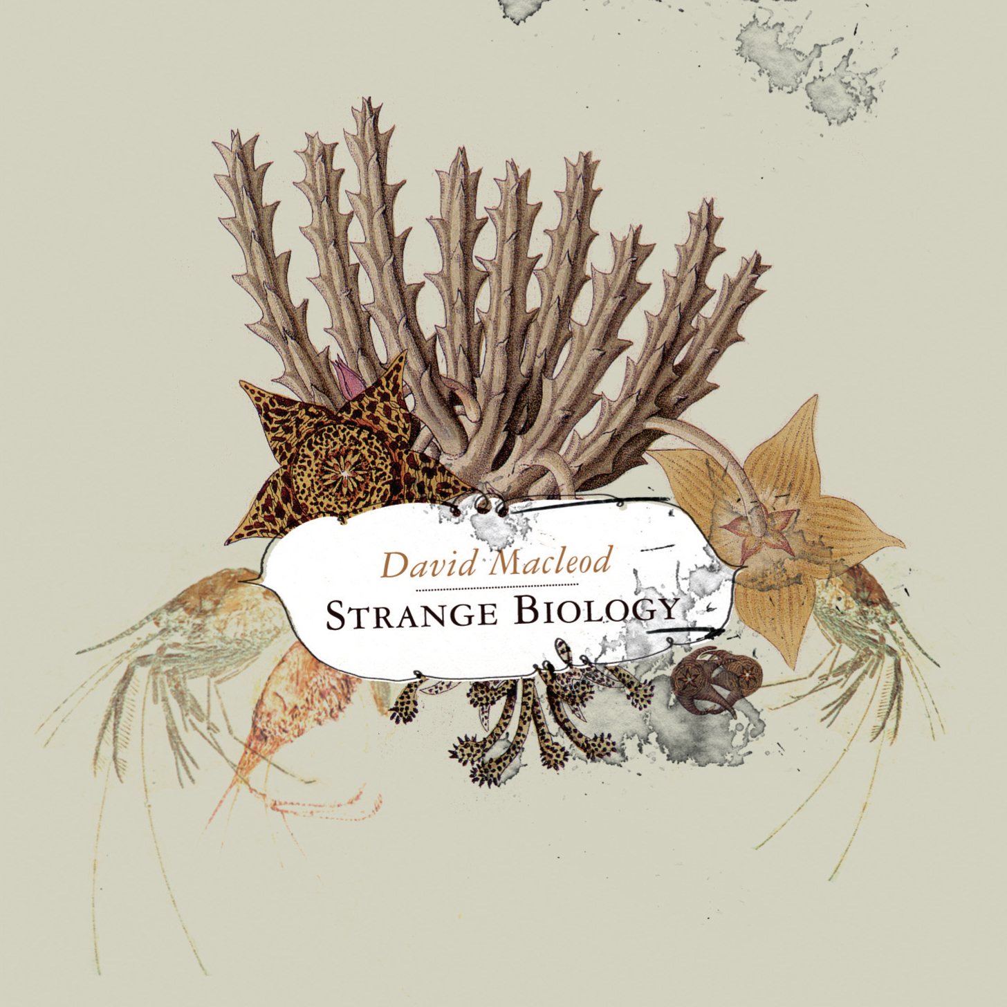 David Macleod: Strange Biology