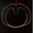 XTC: Wasp Star (Apple Venus Volume 2)